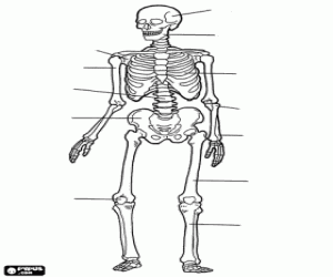 The bones of the human body coloring page