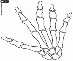 Bones of a human hand coloring page