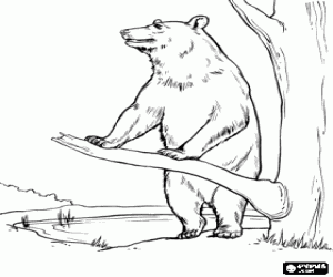 A brown bear on two legs coloring page