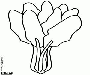 A bunch of fresh spinach coloring page