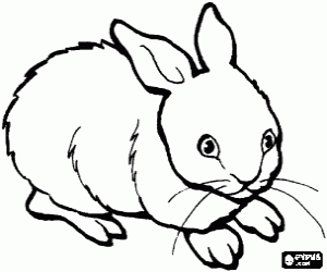 Bunny with long whiskers coloring page