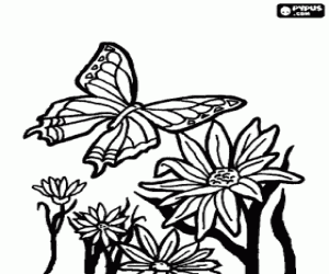Butterfly flying over the flowers coloring page
