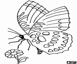 Butterfly is flying to a flower coloring page