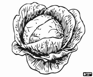 Cabbage, an edible plant coloring page