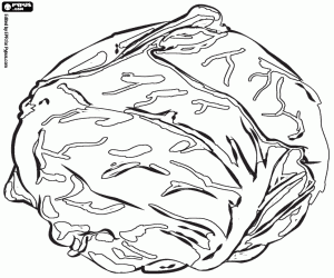The cabbage, a vegetable coloring page