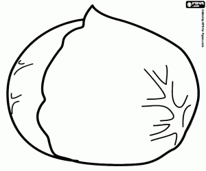 A cabbage coloring page