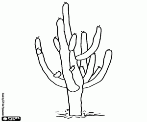 Cactus, the largest plant of the desert coloring page