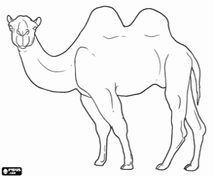 The camel, animal of the desert coloring page