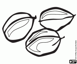 Cardamom seeds coloring page