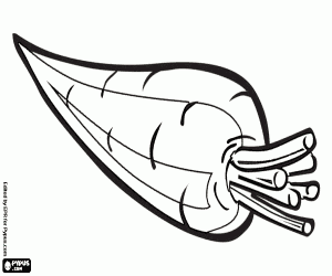 The carrot, a root, a vegetable coloring page