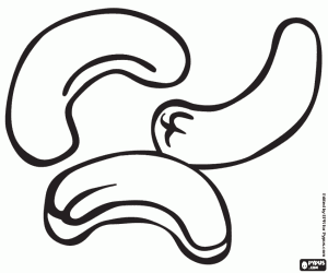 The cashew nuts, the seeds coloring page