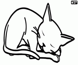 The cat of Olivia sleeps coloring page