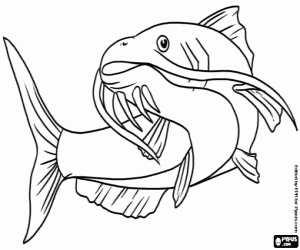 A catfish, a species of fish coloring page