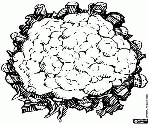 Cauliflower, culinary ingredient coloring page
