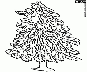 A cedar, a coniferous tree coloring page