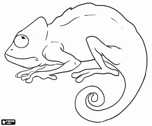 A chameleon on alert coloring page