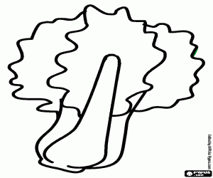 The chard, an edible plant coloring page