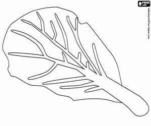 A chard leaf coloring page