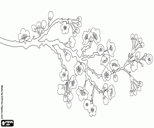A cherry blossom tree branch, Sakura coloring page