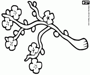 Cherry Blossom coloring page
