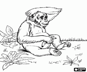 A chimpanzee with a banana coloring page