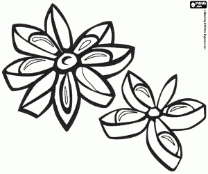 Chinese star anise or badiam coloring page