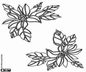 Christmas flower  to decorate coloring page