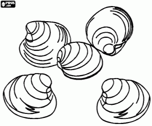 Clams, shells coloring page