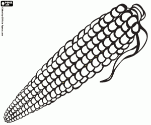 The cob, a part of the corn coloring page