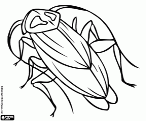 A cockroach, an insect coloring page