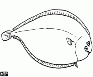 Common sole or dover sole, a flatfish coloring page