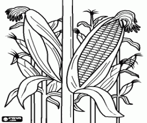 The corn plants coloring page