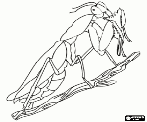 Cricket on a branch coloring page