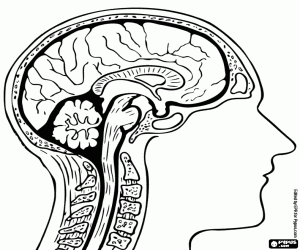 Cross section of the brain coloring page