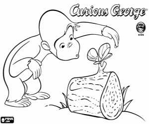 Curious George and the butterfly coloring page