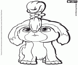 Daisy, a Shih Tzu dog coloring page