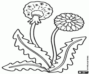 Dandelion coloring page