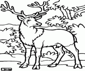 Deer in the forest coloring page