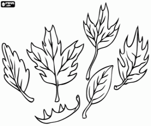 Different types of leaves coloring page