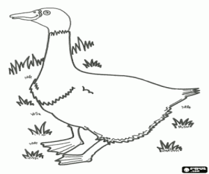 Domestic goose coloring page