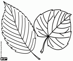 Dry leaves in Thanksgiving coloring page