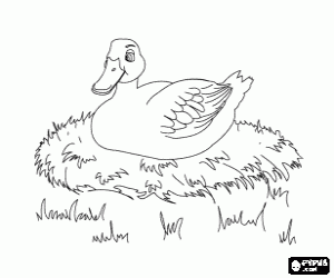 The duck incubates the eggs coloring page
