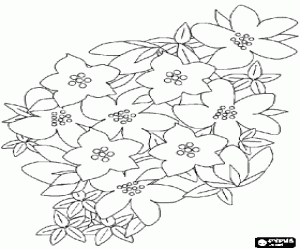 Edible flowers plant coloring page