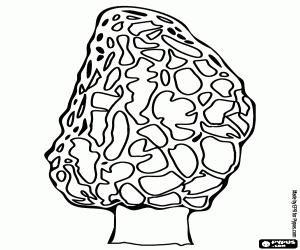An edible mushroom, the morel coloring page