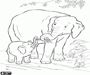 The elephant feeds the baby elephant coloring page