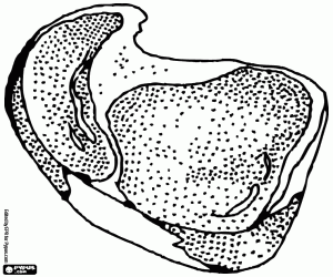 An entrecôte of beef coloring page