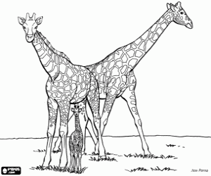 A family of giraffes coloring page