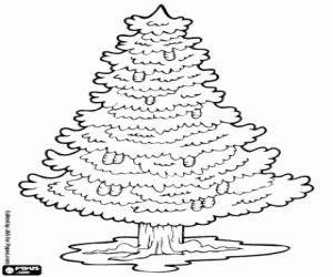 Fir, conifer tree coloring page