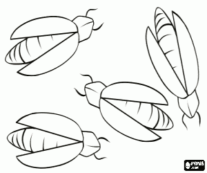 Fireflies, insects coloring page
