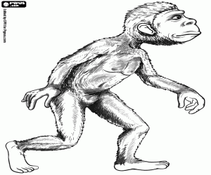 The first bipedal hominid coloring page